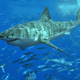 Un gran tiburón blanco. Foto: Wikimedia Commons